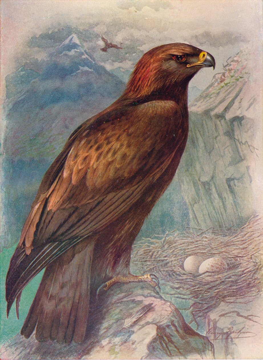 Águia dourada - Aquila chrysaetus, c1910, 1910 de George James Rankin