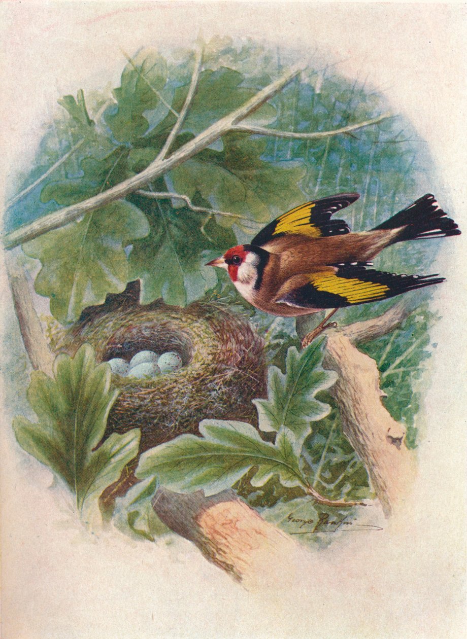 Pintassilgo - Carduelis elegans, c1910, 1910 de George James Rankin