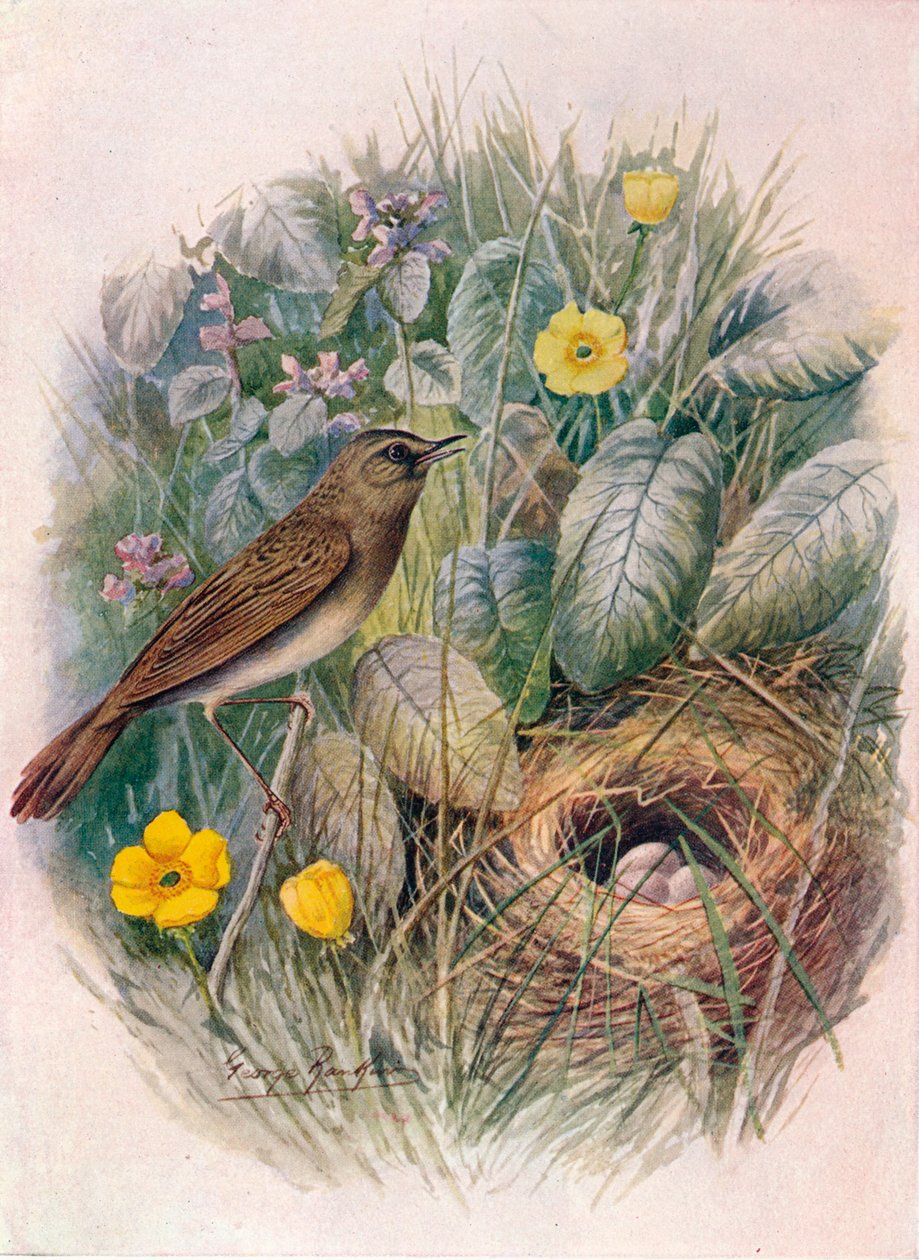 Gafanhoto-toutinegra - Locustella naevia, c1910, 1910 de George James Rankin