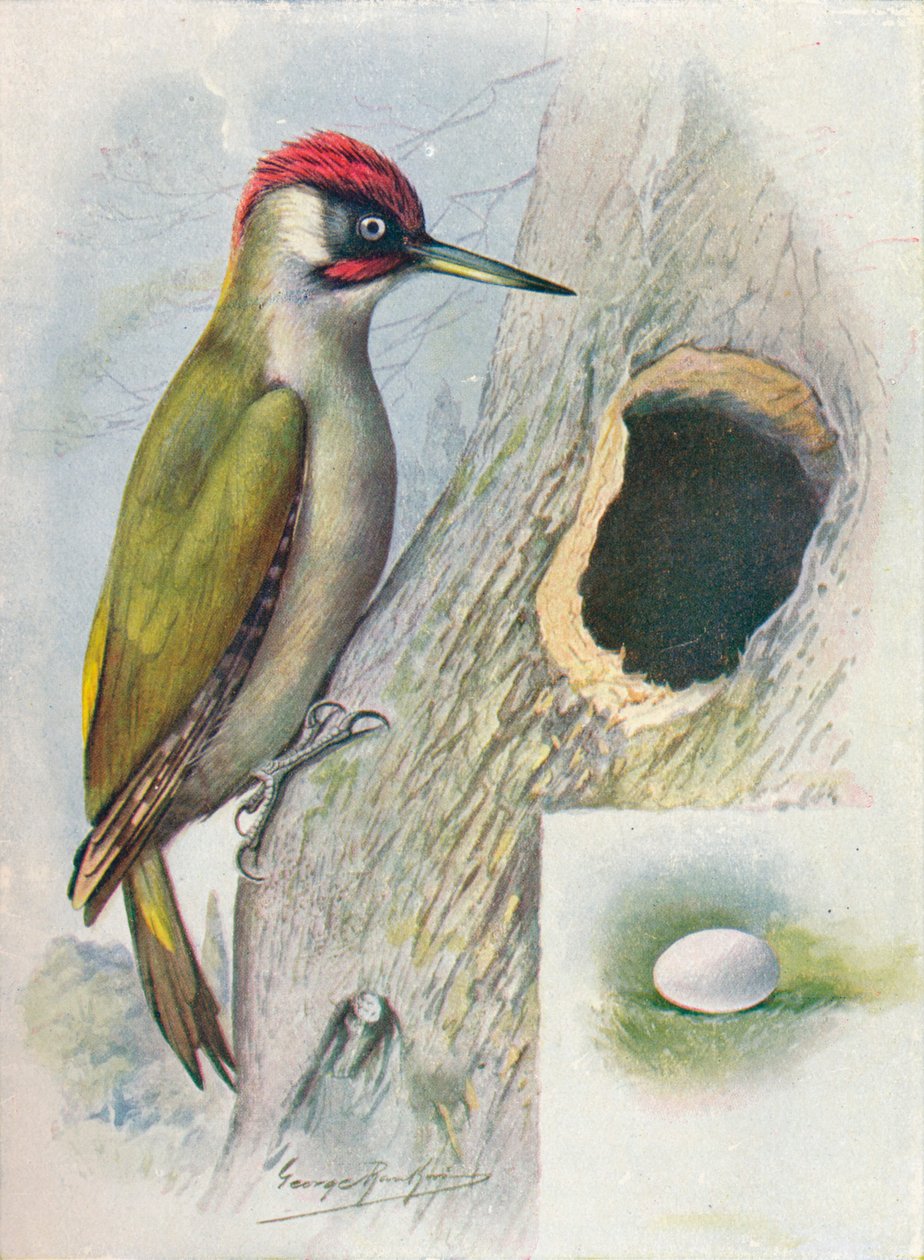 Pica-pau-verde - Gecinus viridis, c1910, 1910 de George James Rankin