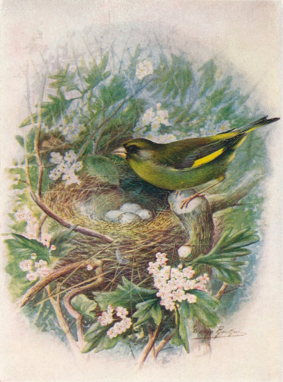 Pintassilgo - Ligurinus chloris, c1910, 1910 de George James Rankin