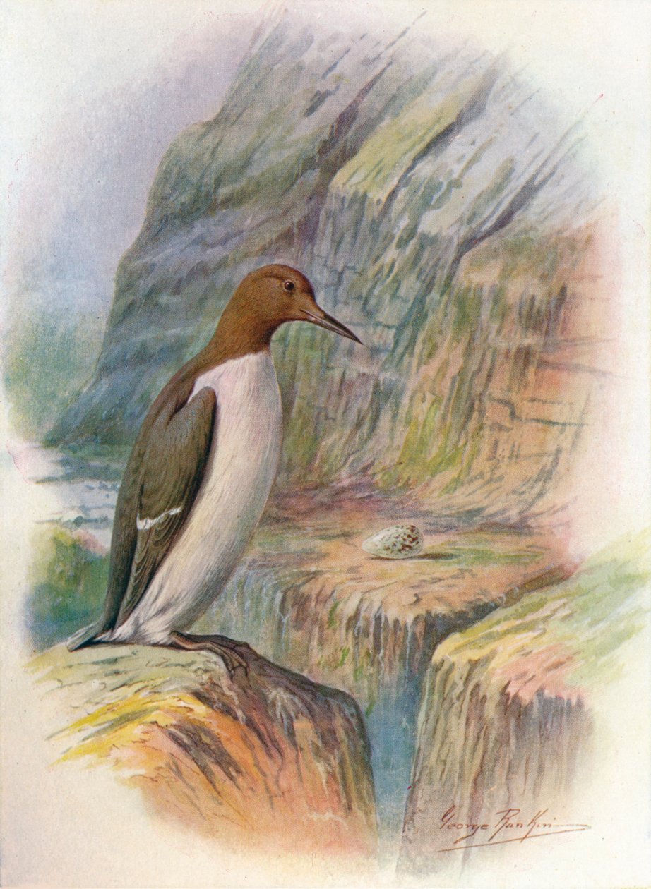 Guillemot - Uria troile, c1910, 1910 de George James Rankin