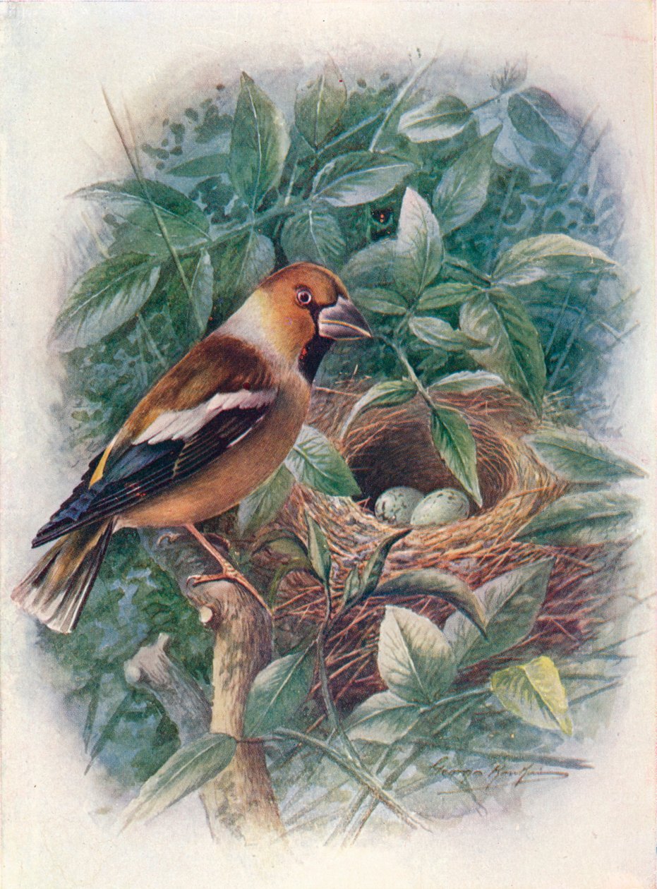 Hawfinch - Coccothraustes vulgaris, c1910, 1910 de George James Rankin