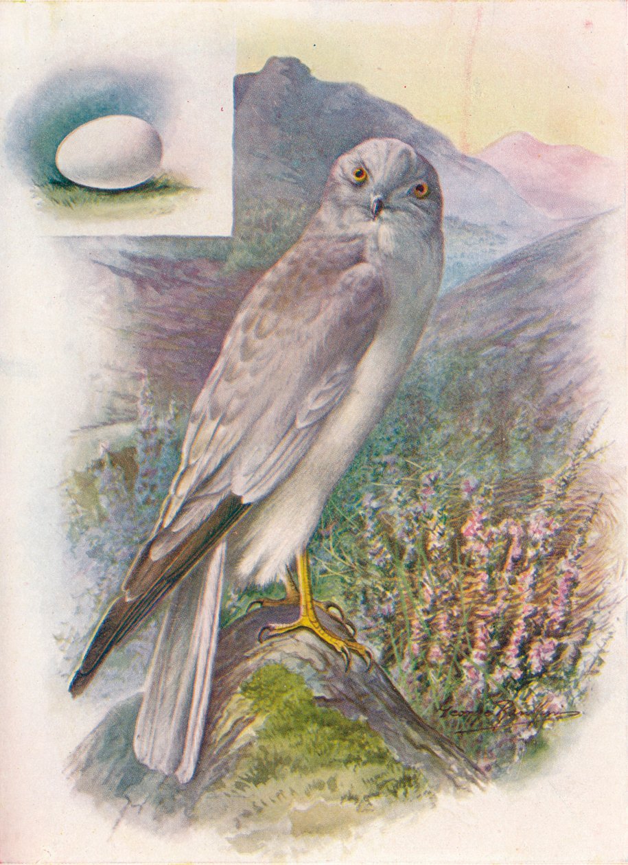 Hen-Harrier - Circus cyaneus, c1910, 1910 de George James Rankin