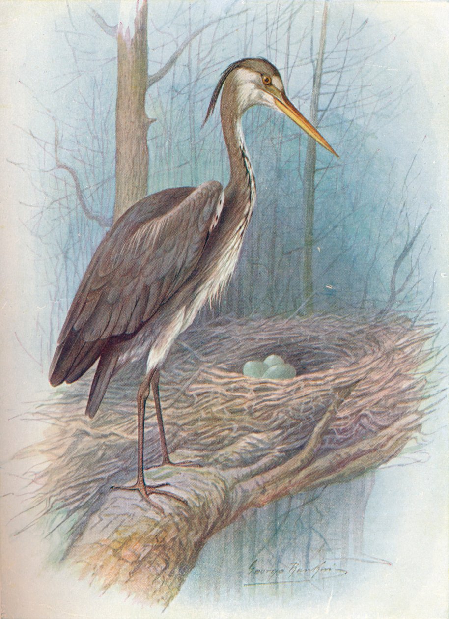 Garça-real - Ardea cinerea, c1910, 1910 de George James Rankin