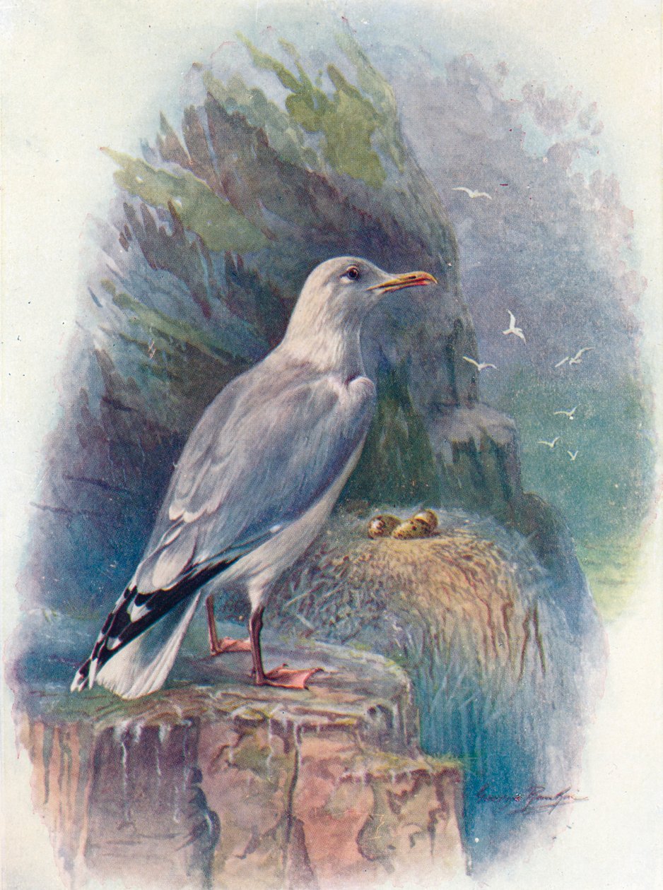 Gaivota-prateada - Larus argentatus, c1910, 1910 de George James Rankin