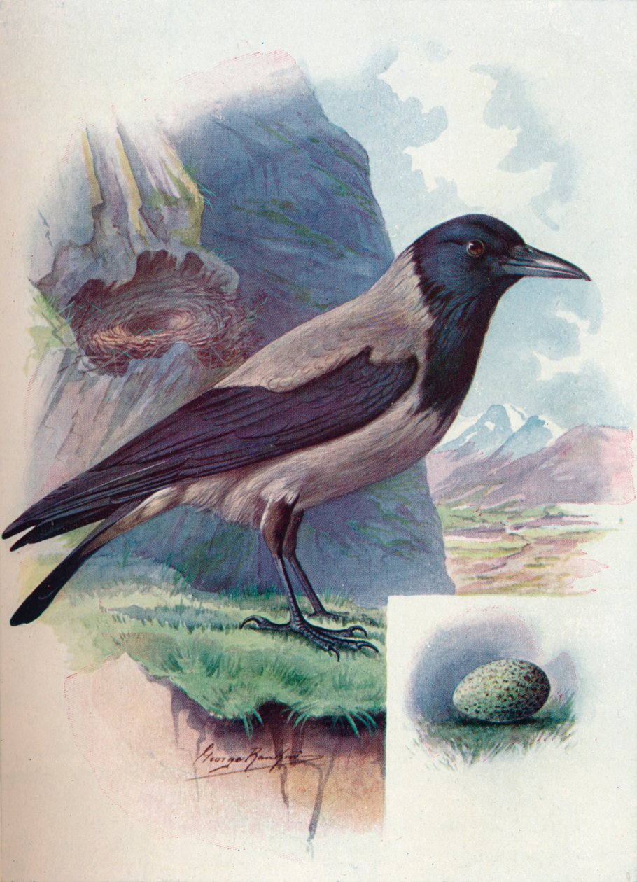Corvo com capuz - Corvus cornix, c1910, 1910 de George James Rankin