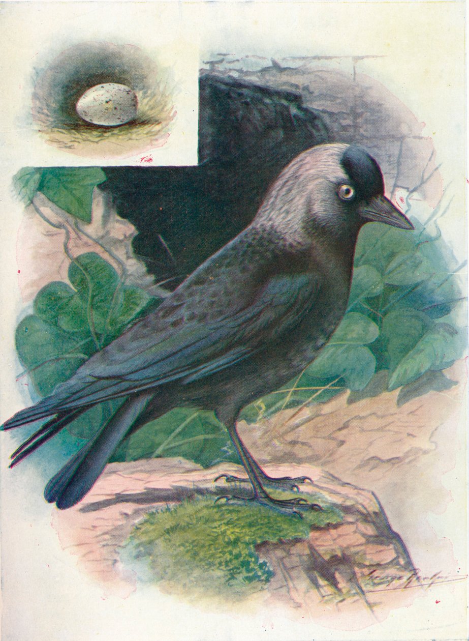 Jackdaw - Corvus monedula, c1910, 1910 de George James Rankin