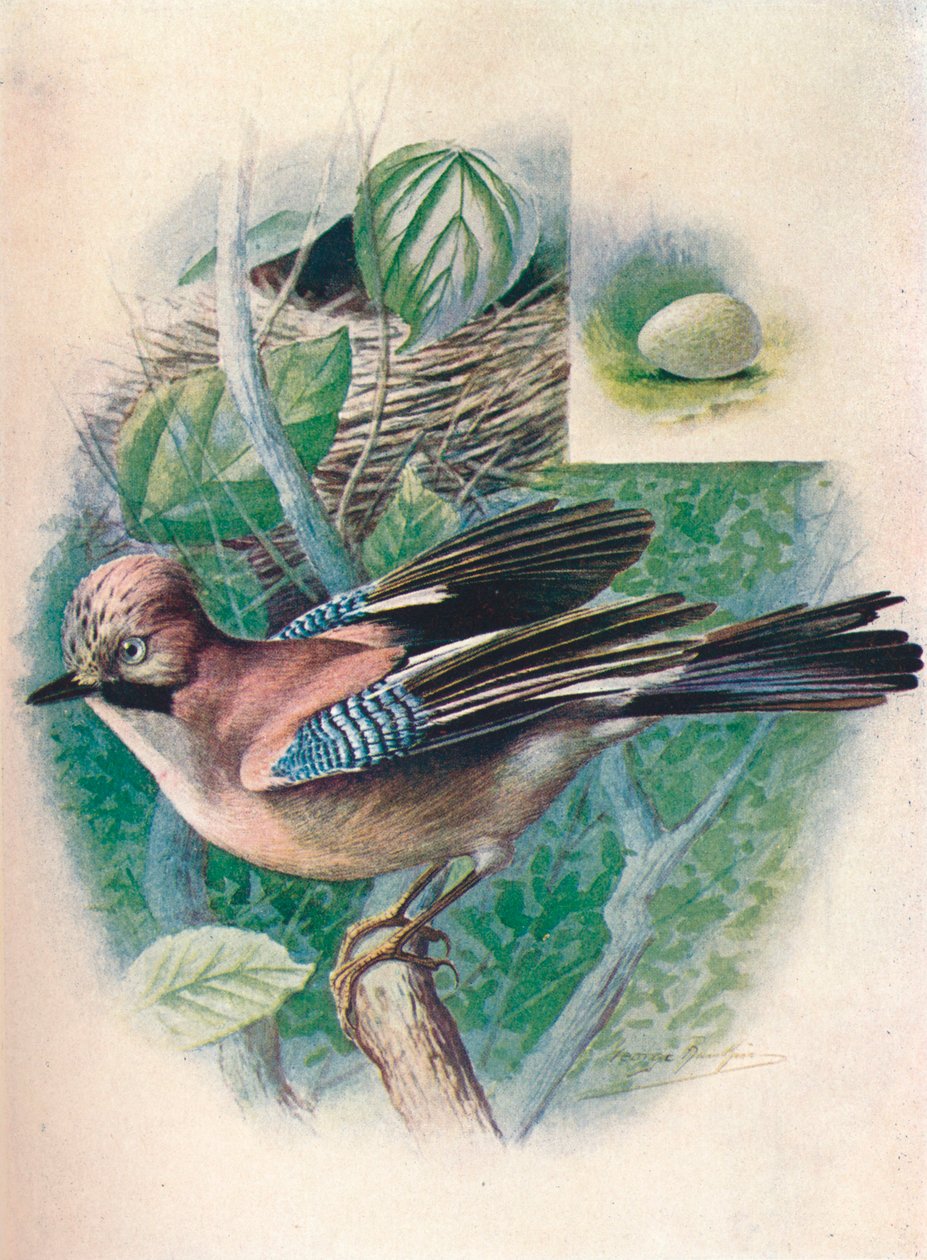 Jay- Garrulus glandarius, c1910, 1910 de George James Rankin