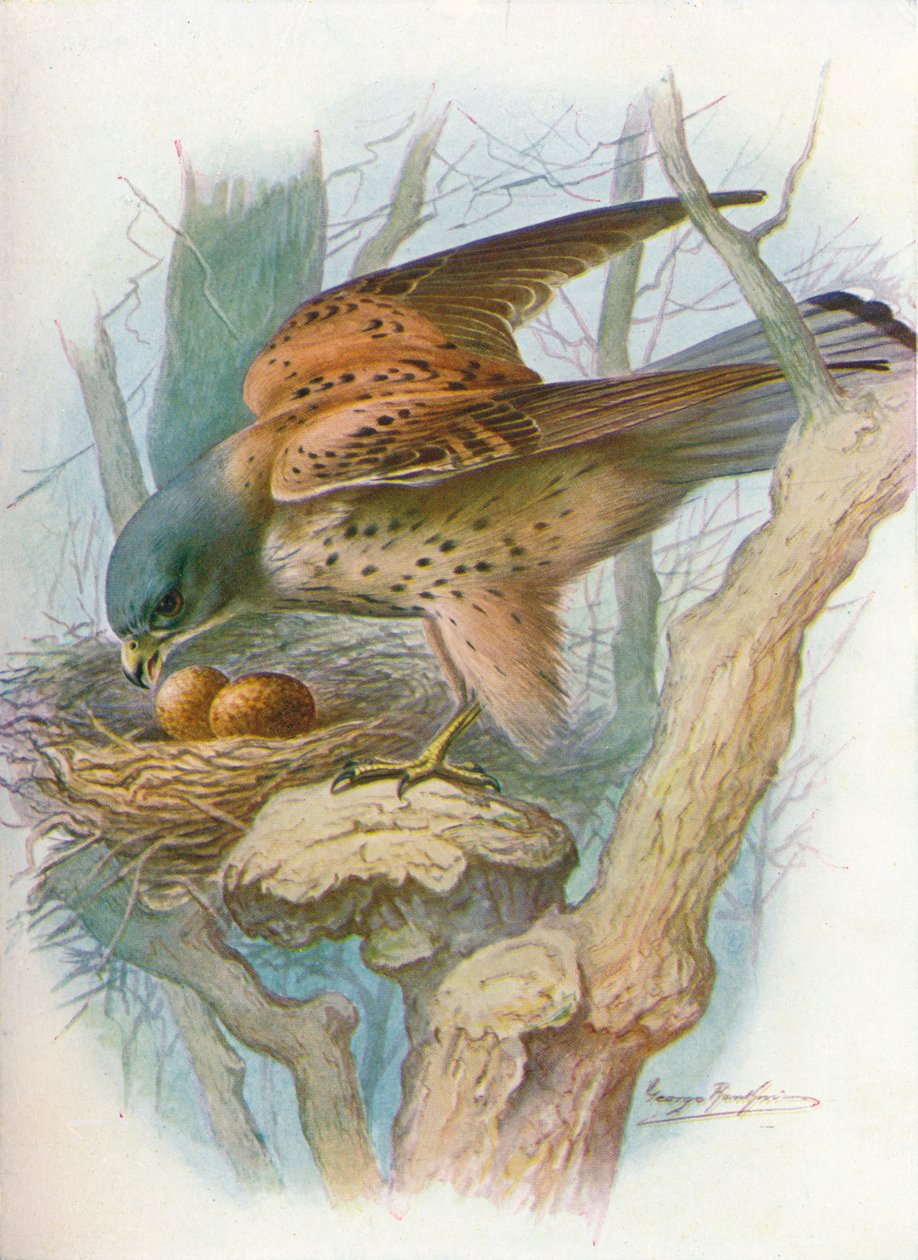 Kestrel - falco tinnunculus, c1910, 1910 de George James Rankin