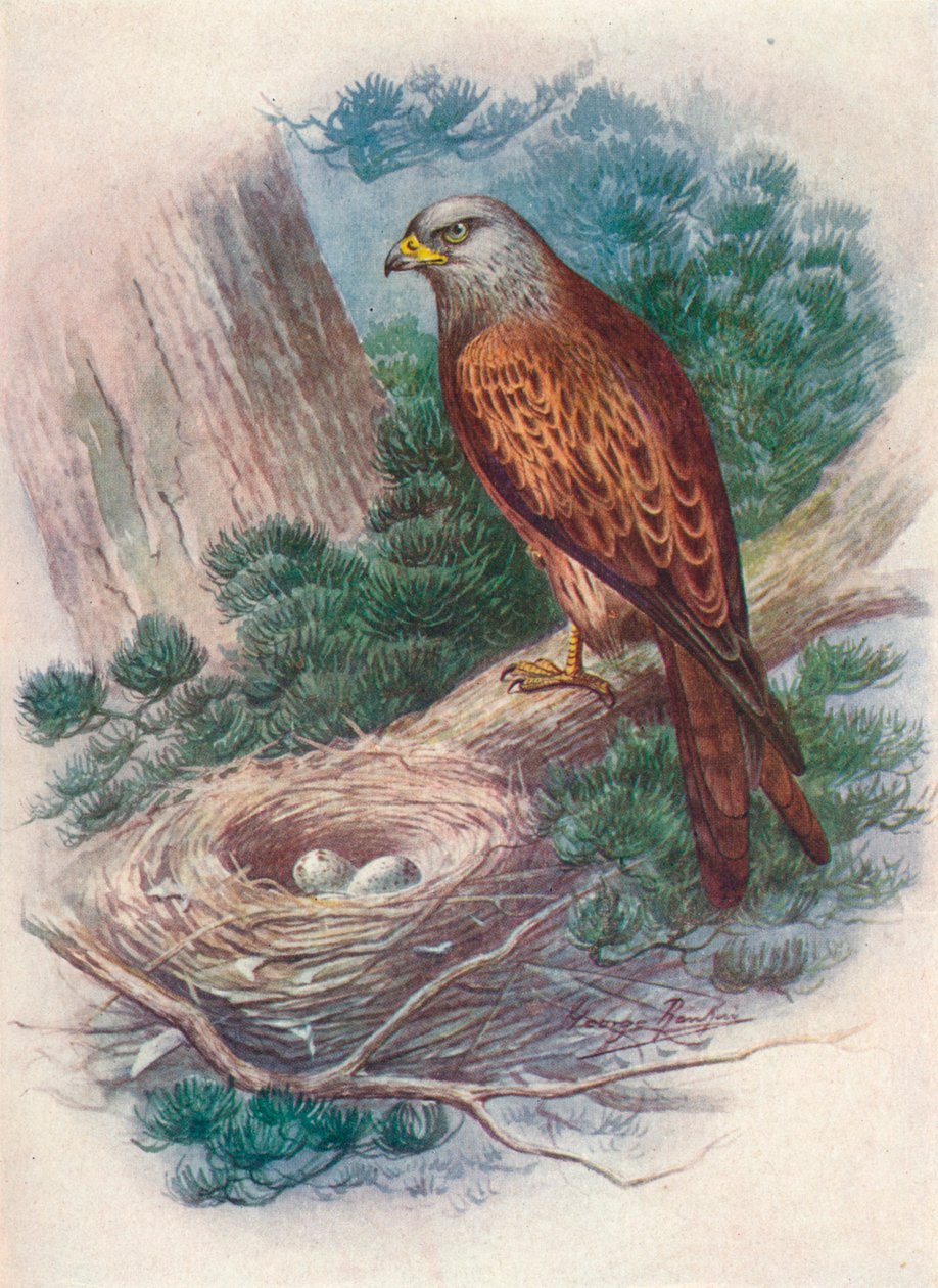 Papagaio - Milvus ictinus, c1910, 1910 de George James Rankin