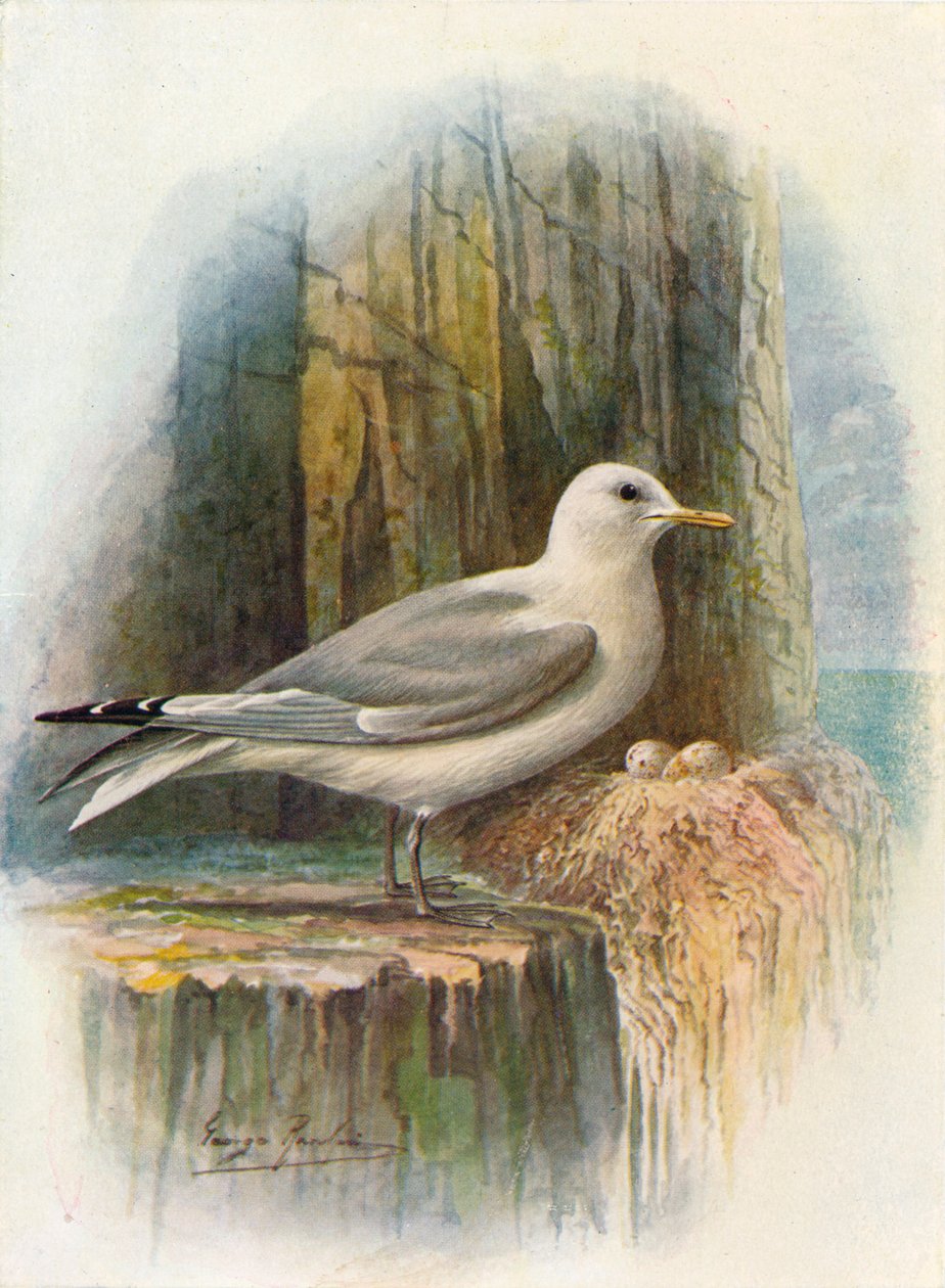 Kittiwake - Rissa tridactyla, c1910, 1910 de George James Rankin