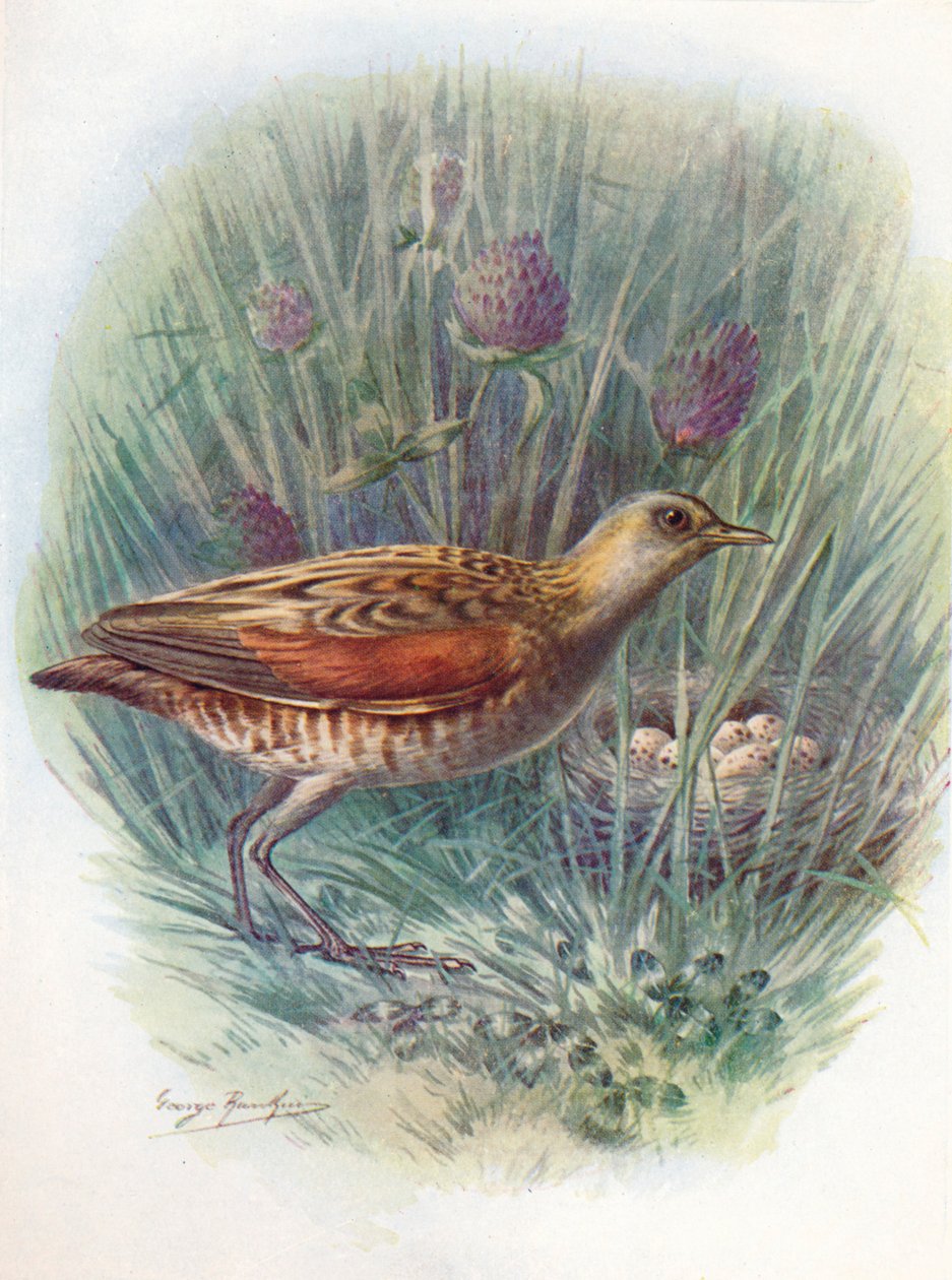 Landrail ou Corncrake - Crex pratensis, c1910, 1910 de George James Rankin