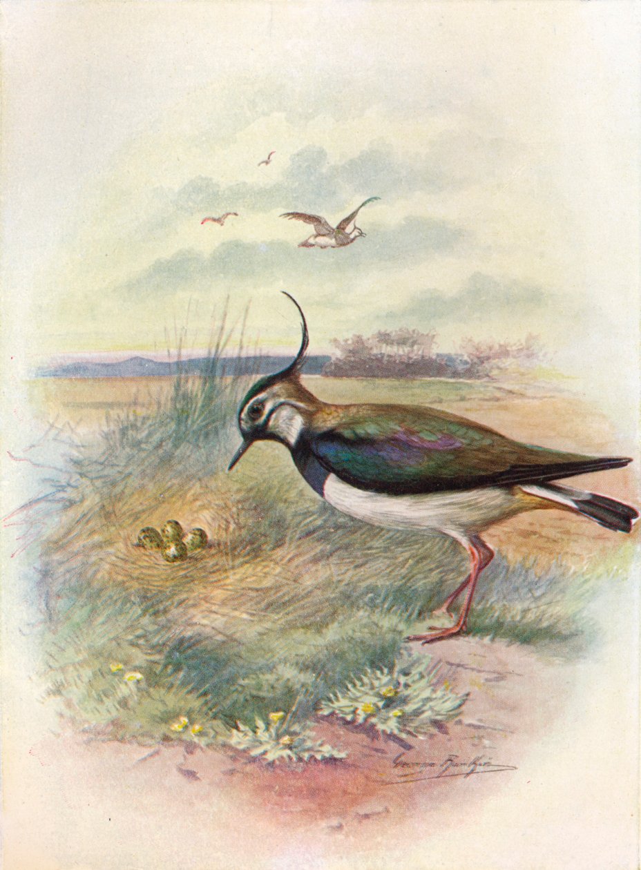 Abibe ou Peewit - Vnellus vulgaris, c1910, 1910 de George James Rankin