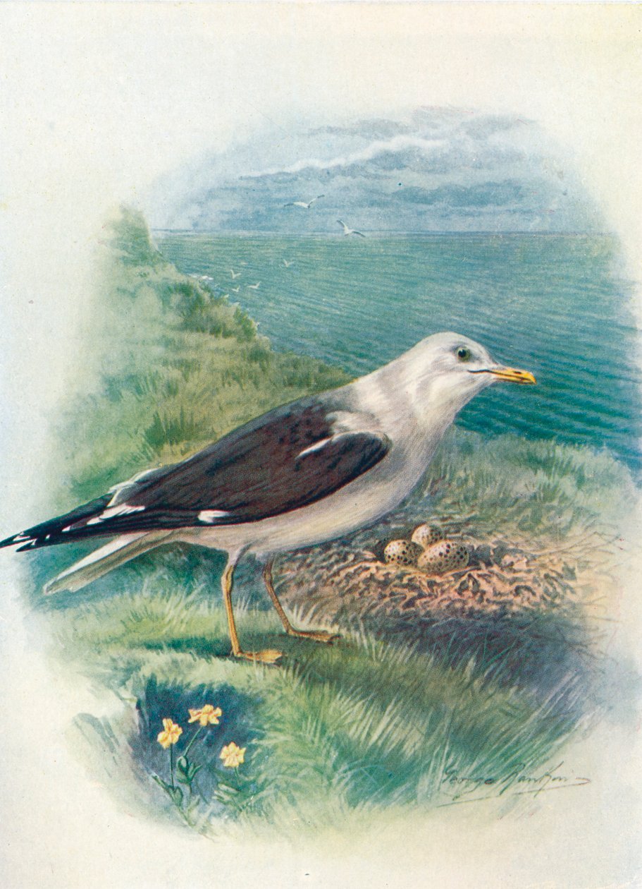 Gaivota-de-dorso-negro-pequeno - Larus fuscus, c1910, 1910 de George James Rankin