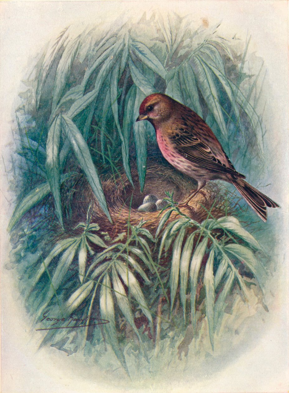Redpoll menor - Linota rufescens, c1910, 1910 de George James Rankin
