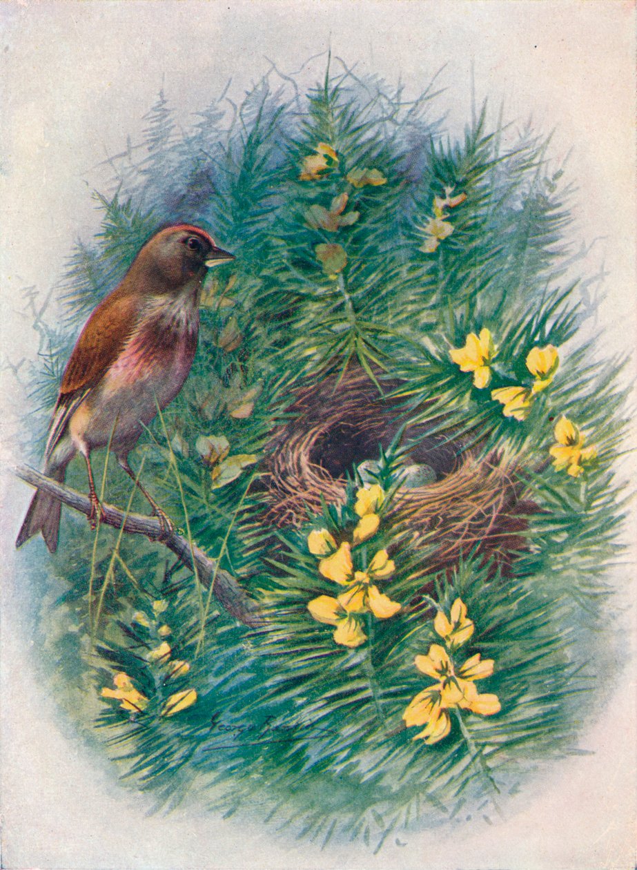 Linnet - Linota cannabina, c1910, 1910 de George James Rankin