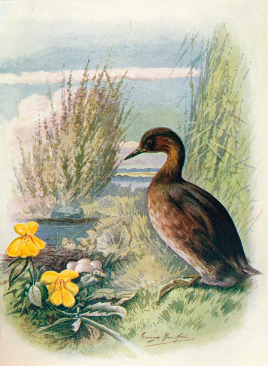 Mergulhão-pequeno ou Dabchick - Podicipes fluviatilis, c1910, 1910 de George James Rankin