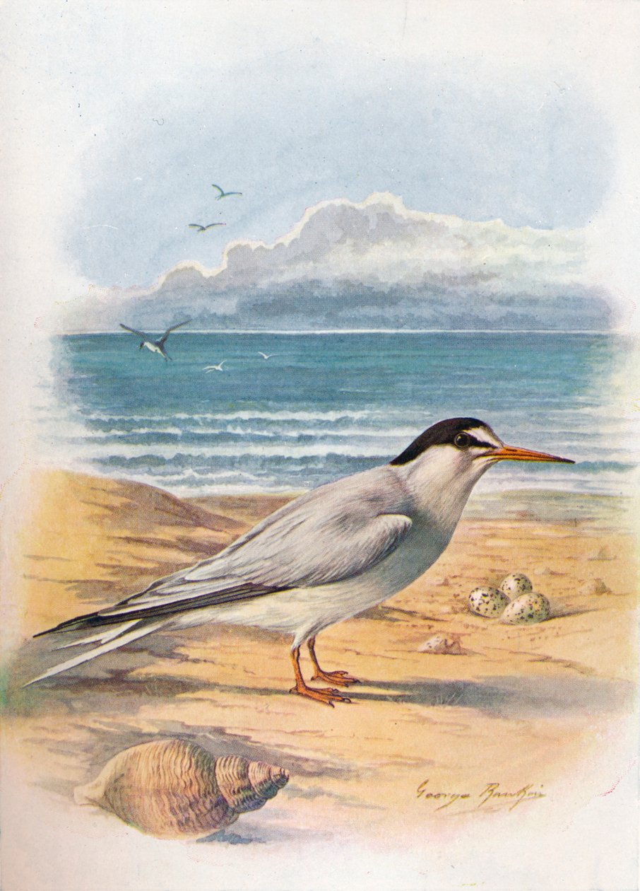 Andorinha-do-mar - Sterna minuta, c1910, 1910 de George James Rankin