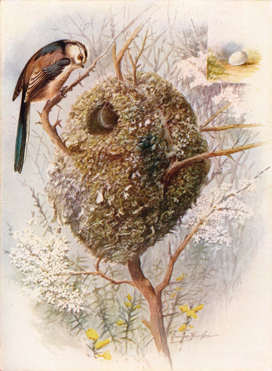 Chapim-de-cauda-comprida - Acredula caudata, c1910, 1910 de George James Rankin