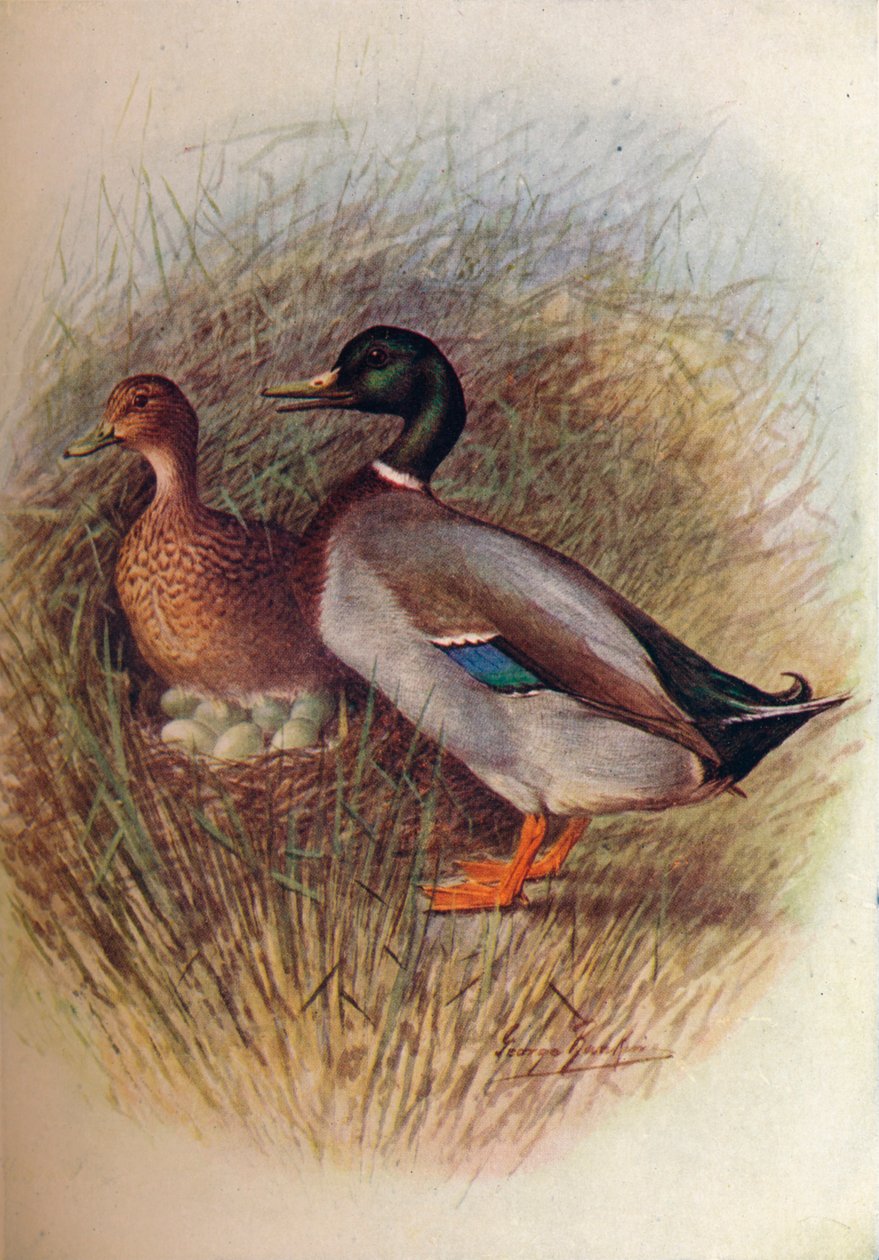 Pato selvagem ou pato selvagem - Anas boscas, c1910, 1910 de George James Rankin