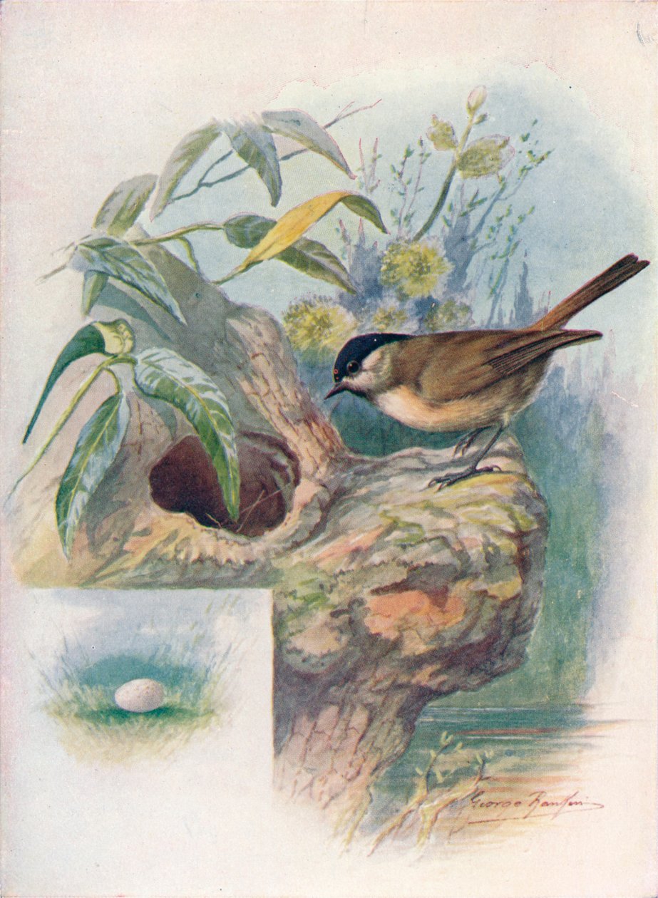 Marsh-Tit - Parus palustris, c1910, 1910 de George James Rankin