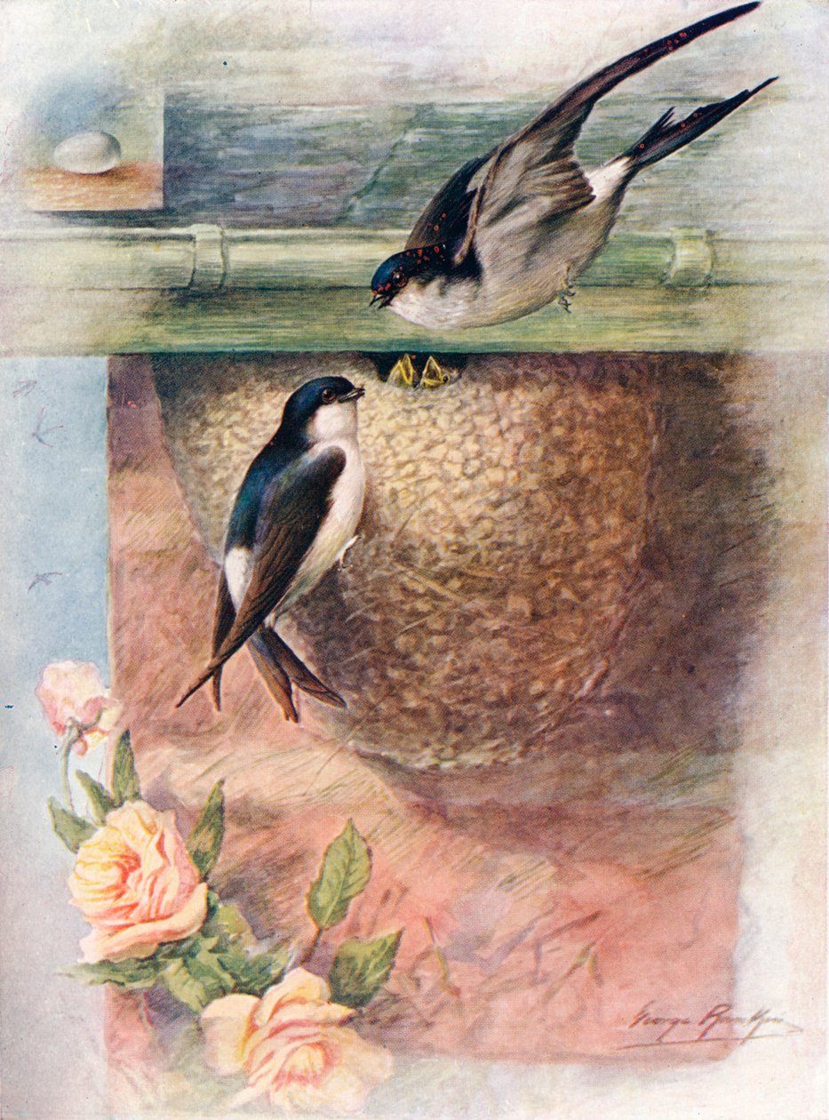 Martin - chelidon urbica, c1910, 1910 de George James Rankin