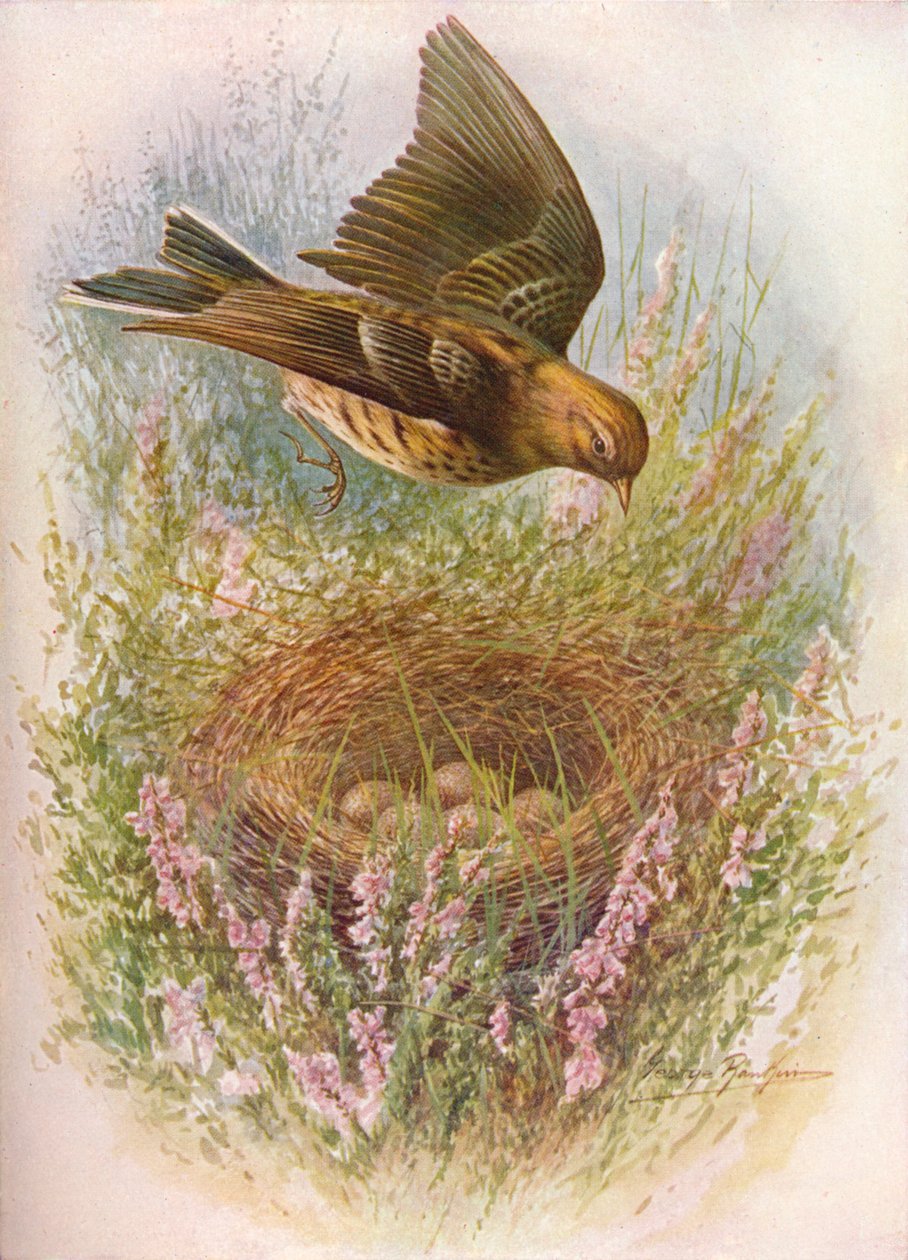 Prado-Pipit ou Titlark - Anthus pratensis, c1910, 1910 de George James Rankin