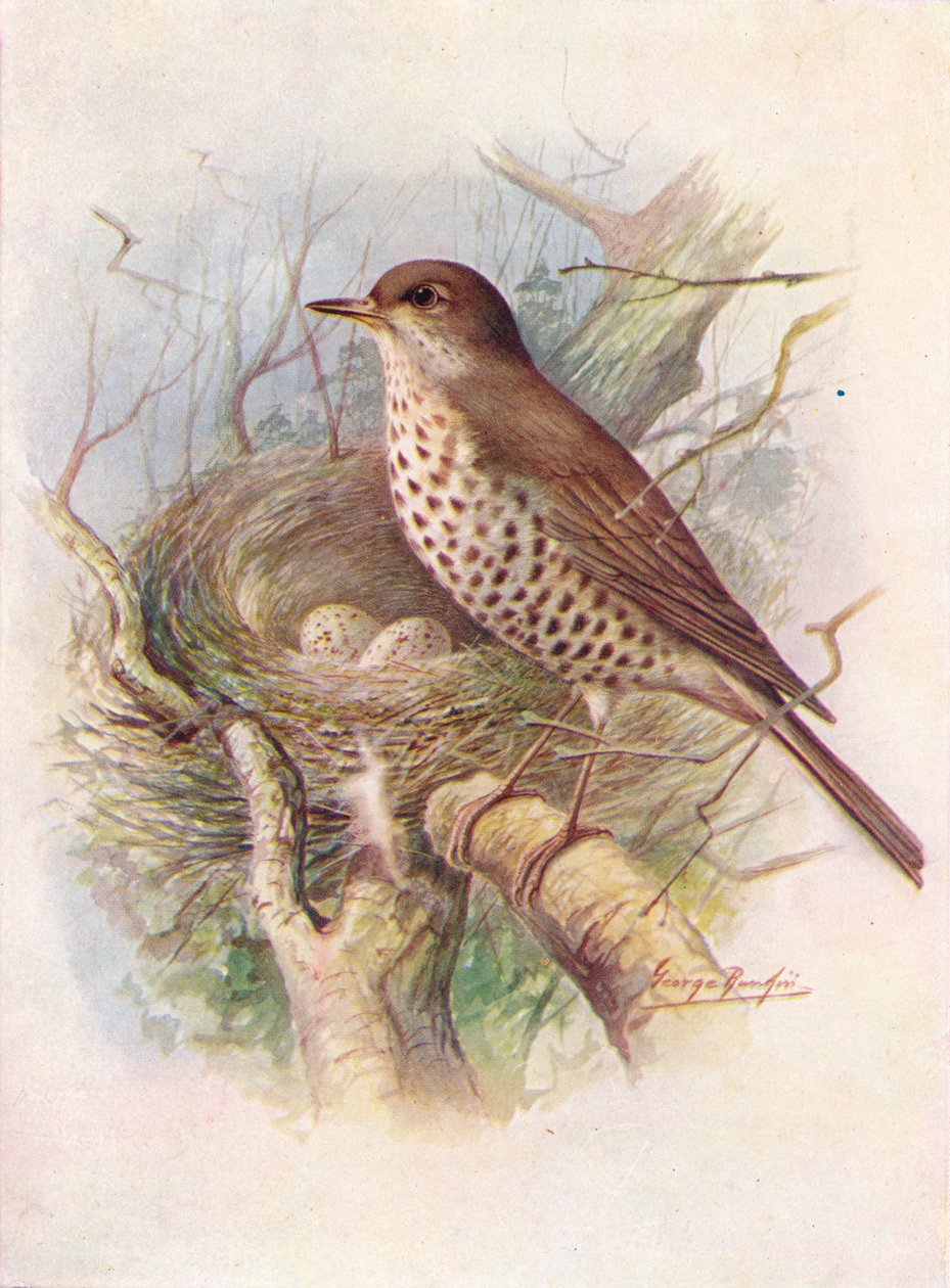Tordo-visco-turdus viscivorus, c1910, 1910 de George James Rankin