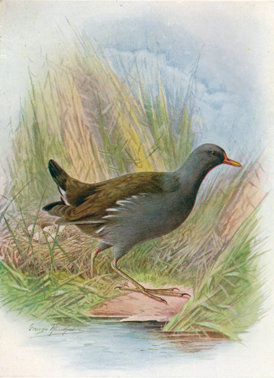 Galinha-d&39;água ou Waterhen - Gallinula chloropus, c1910, 1910 de George James Rankin