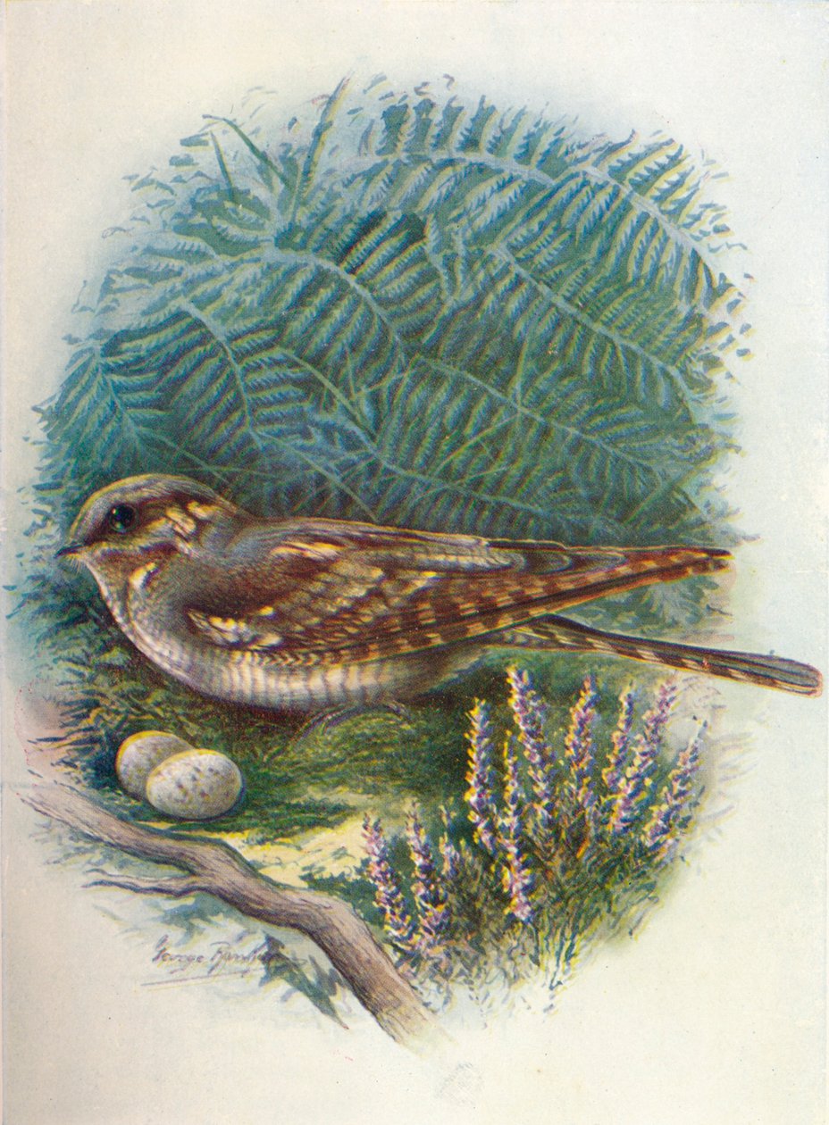 Boia-boi ou otário-cabra - Caprimulgus europaeus, c1910, 1910 de George James Rankin