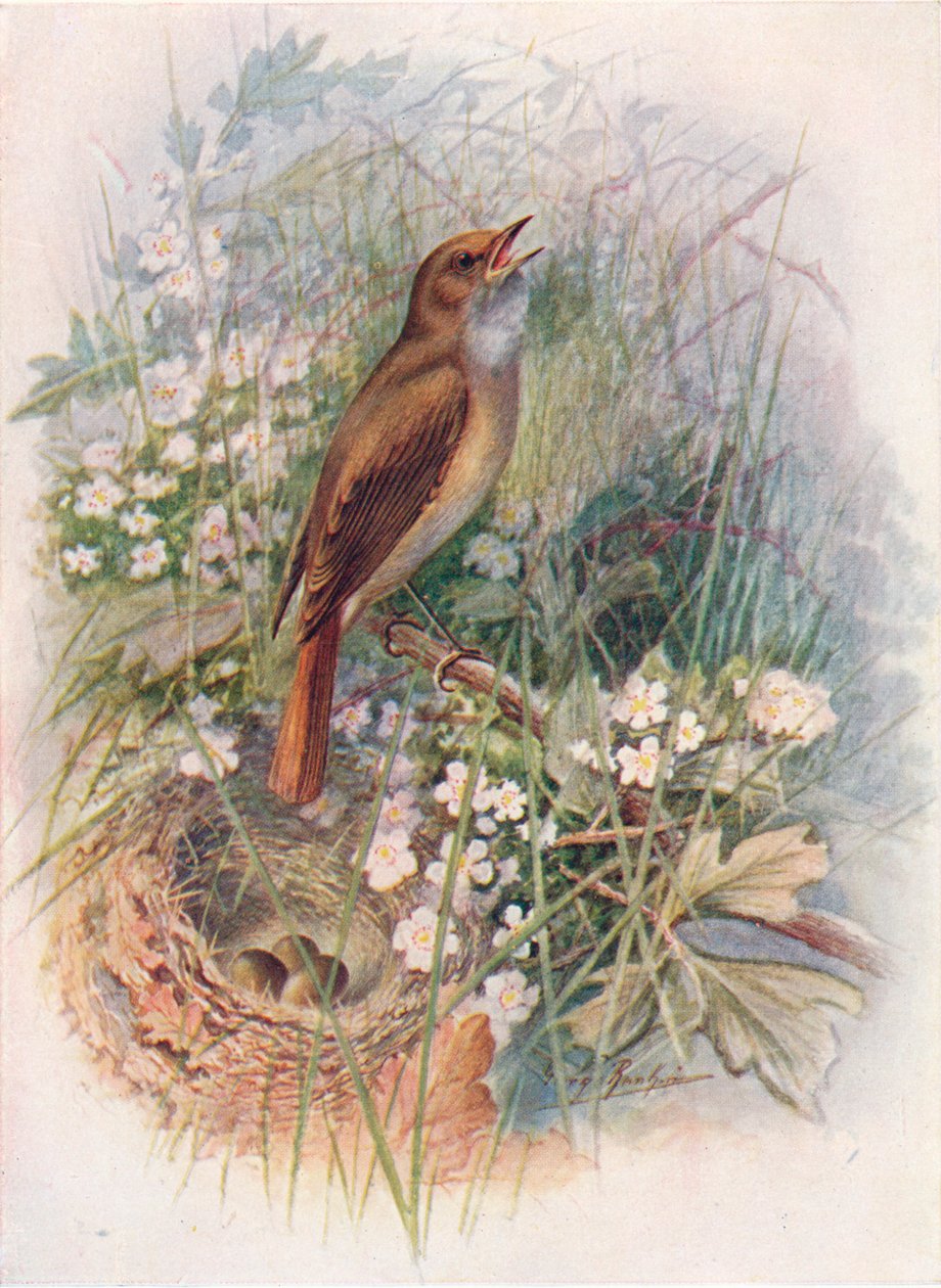 Nightingale - Daulias luscinia, c1910, 1910 de George James Rankin