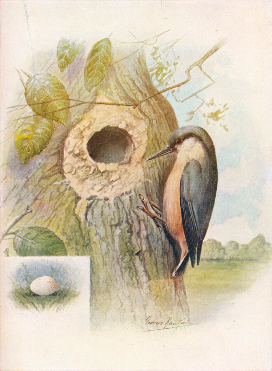 Nut-Hatch - Six caesia, c1910, 1910 de George James Rankin