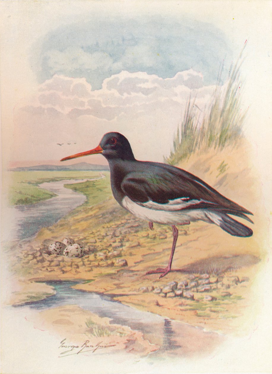 Coletor de ostras - Haematopus ostralegus, c1910, 1910 de George James Rankin