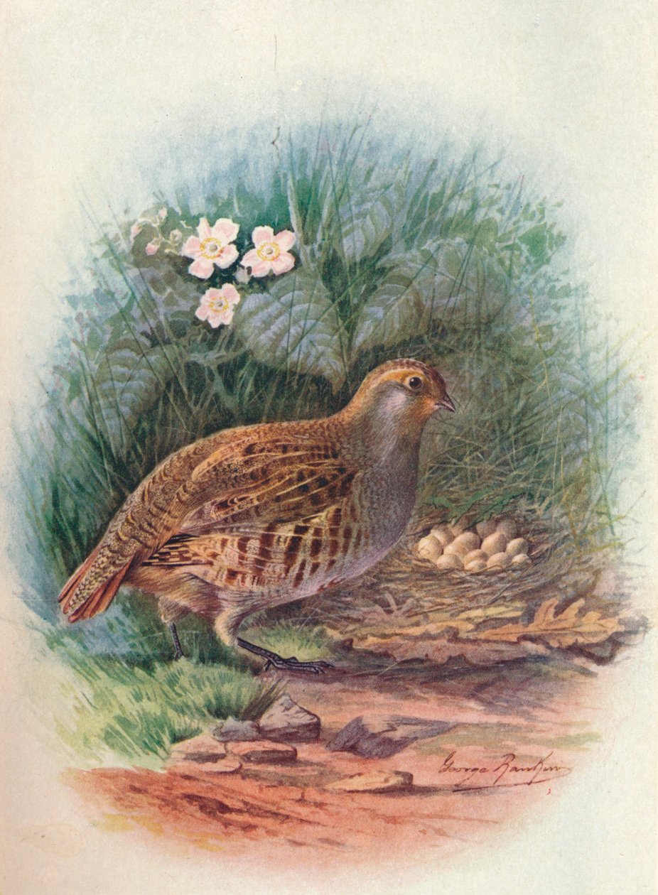 Perdix cinerea, Perdix cinerea, c1910, 1910 de George James Rankin