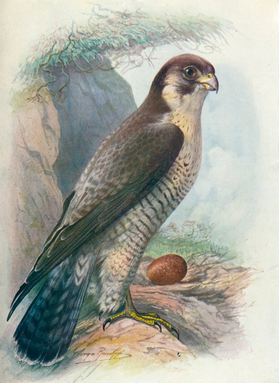 Falcão-peregrino - Falco peregrinus, c1910, 1910 de George James Rankin