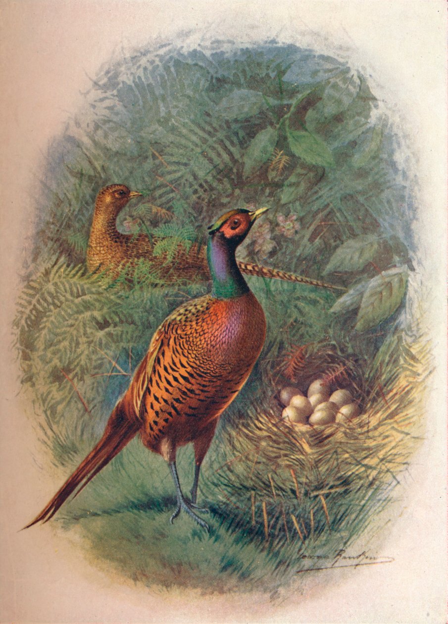 Faisão - Phasianus colchicus, c1910, 1910 de George James Rankin