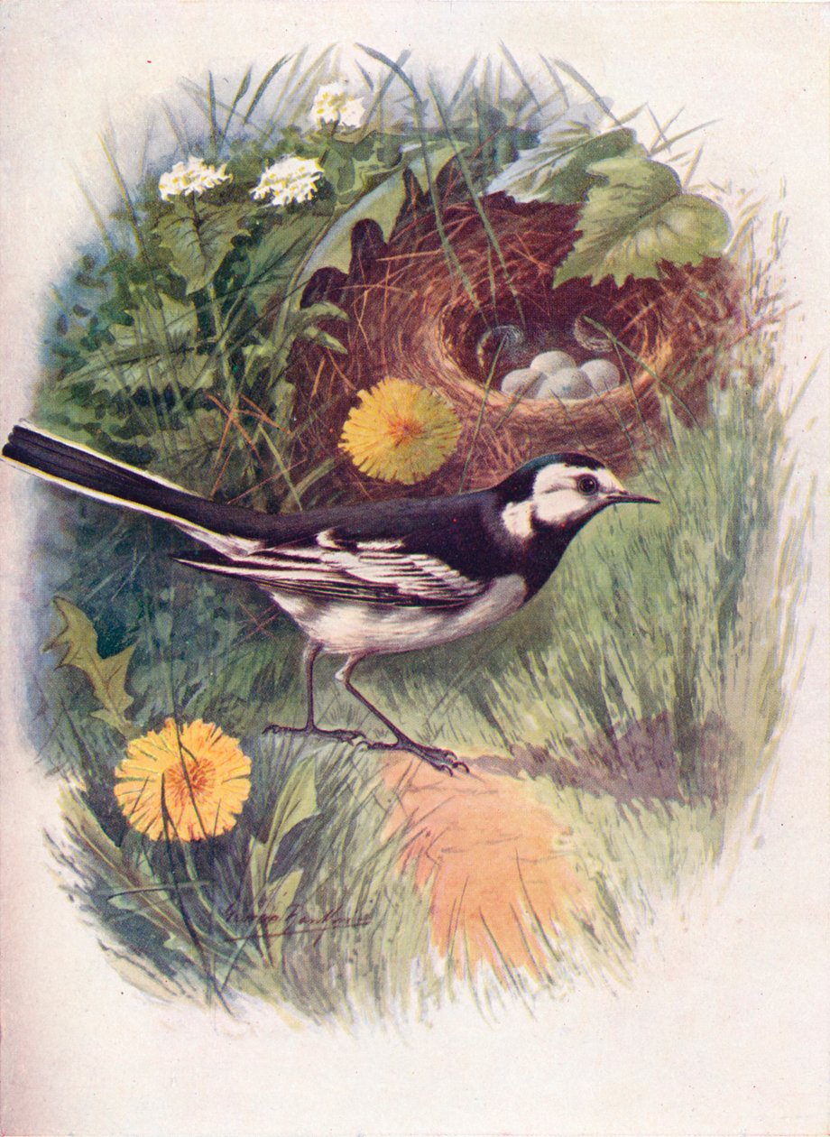 Alvéola-vermelha - Motacilla lugubris, c1910, 1910 de George James Rankin
