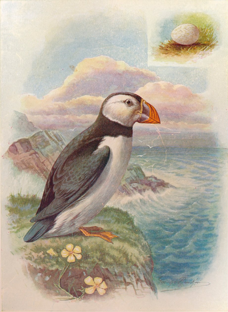 Papagaio-do-mar - Fratercula arctica, c1910, 1910 de George James Rankin