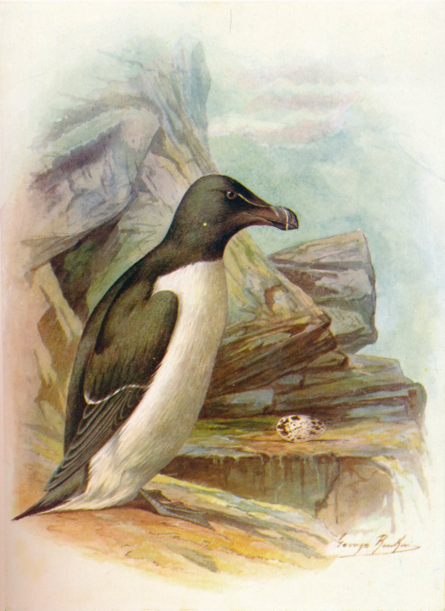 Razorbill - Alca torda, c1910, 1910 de George James Rankin
