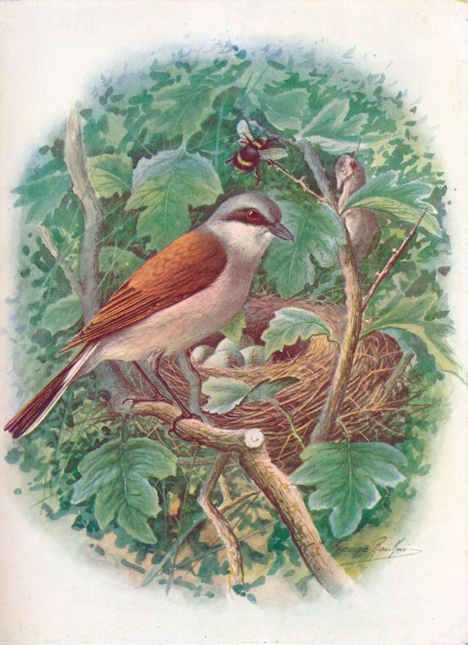 Picanço-de-dorso-ruivo - Lanius collurio, c1910, 1910 de George James Rankin