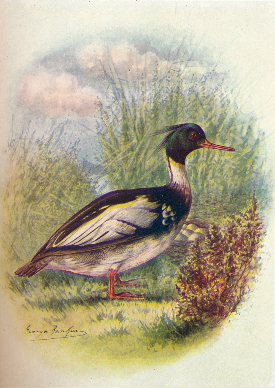 Merganso-de-peito-vermelho - serrador de Mergus, c1910, 1910 de George James Rankin