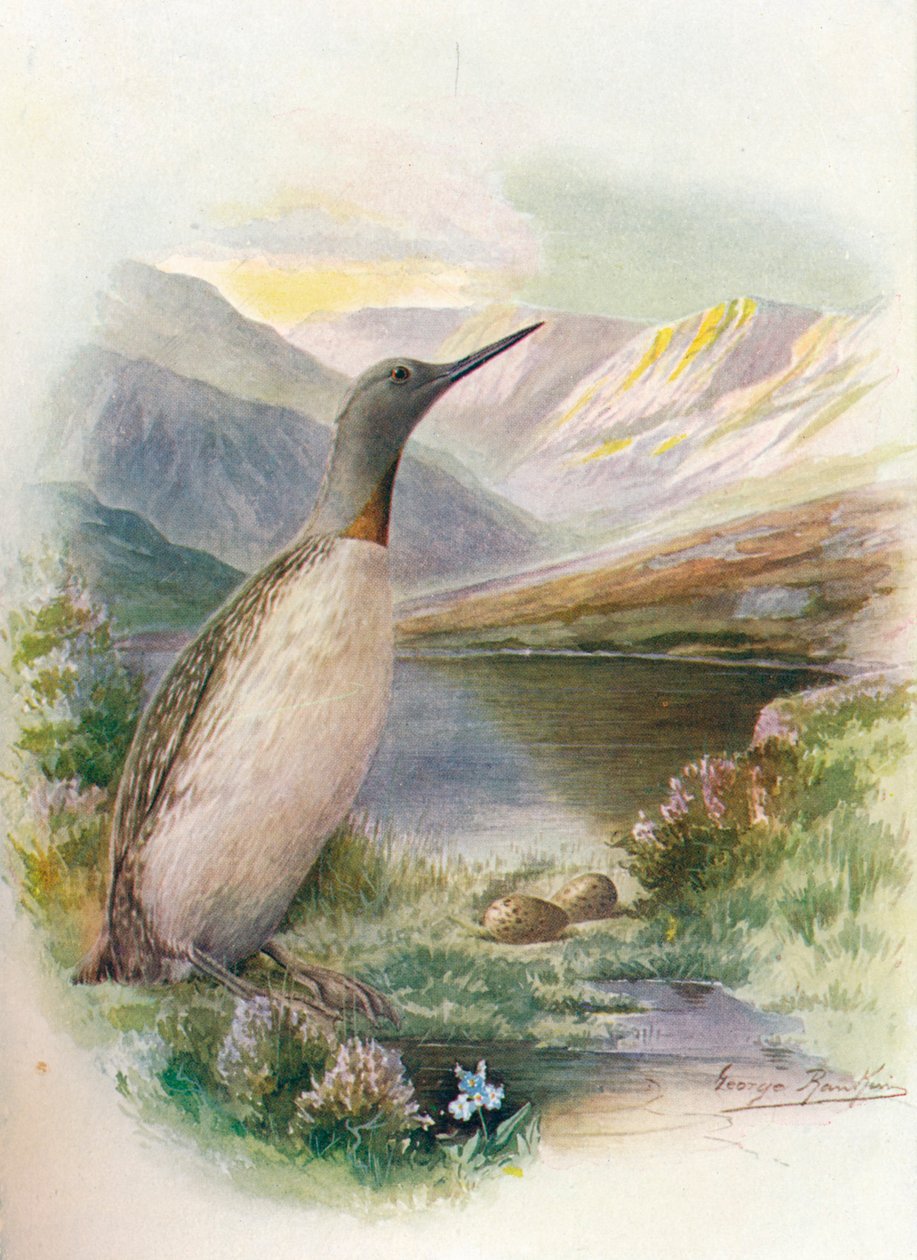 Mergulhador de garganta vermelha - Colymbus septentrionalis, c1910, 1910 de George James Rankin