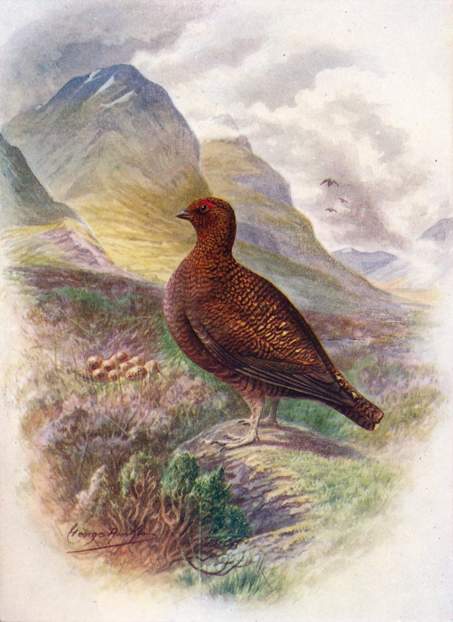 Grouse vermelho - Lagopus scoticus, c1910, 1910 de George James Rankin
