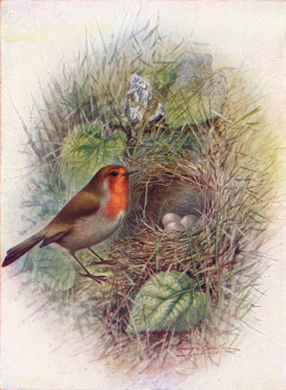 Redbreast ou Robin - Erithacus rubecula, c1910, 1910 de George James Rankin
