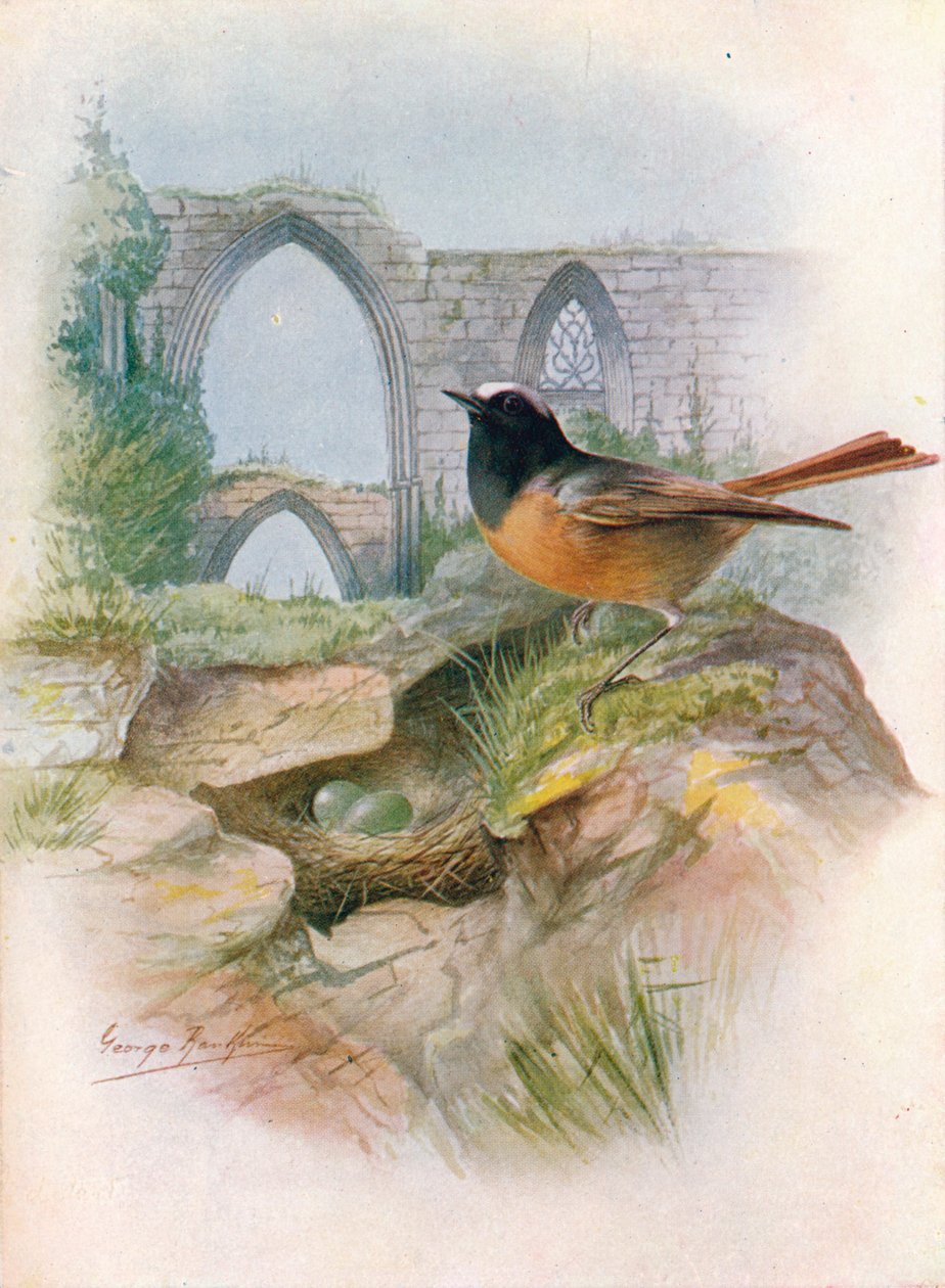 Redstart - Ruticilla phoenicurus, c1910, 1910 de George James Rankin