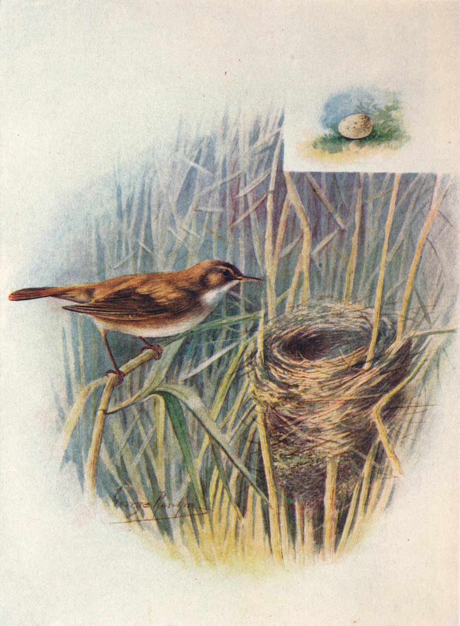 Toutinegra-de-cana - Acrocephalus streperus, c1910, 1910 de George James Rankin