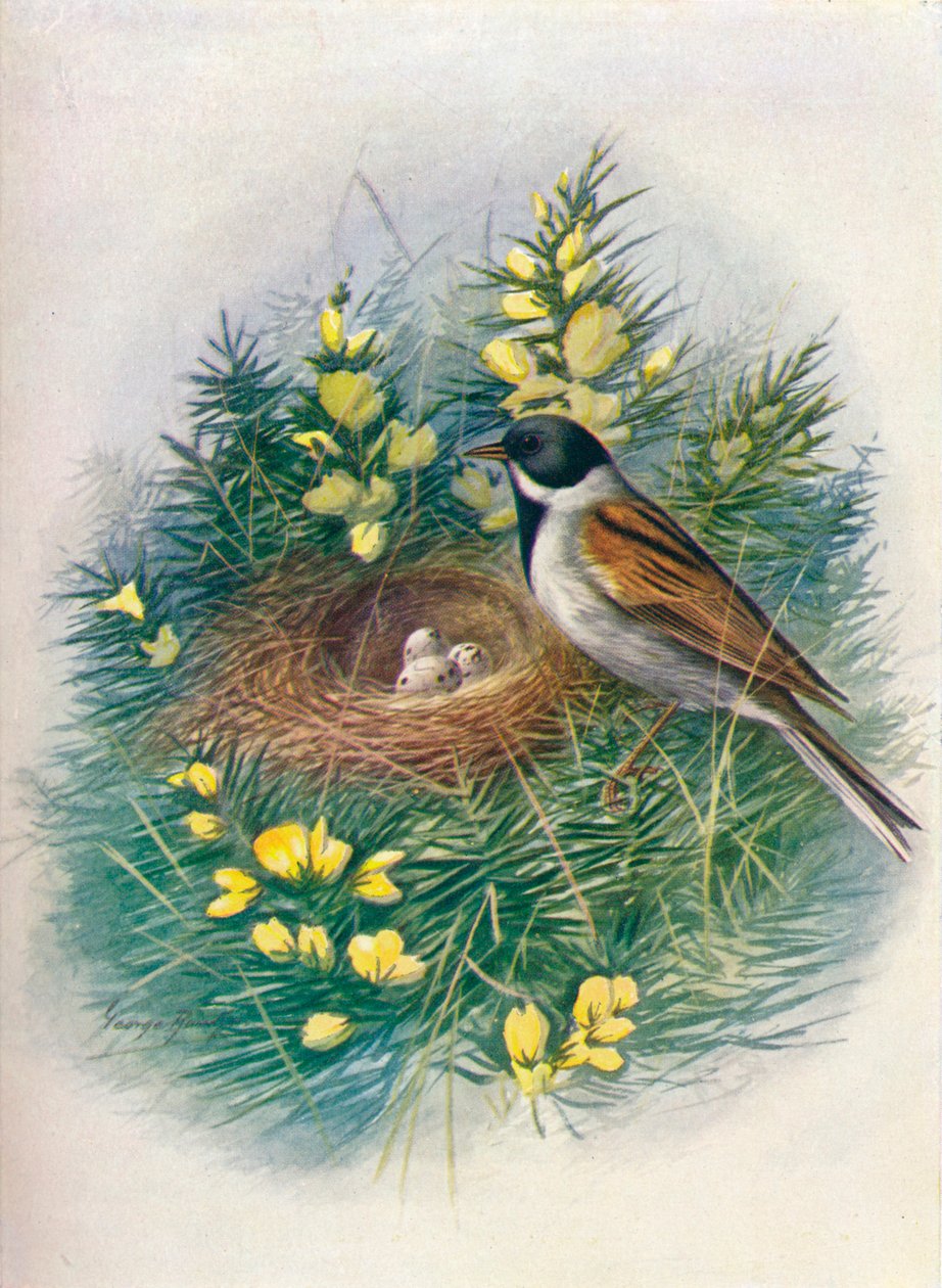 Embriza schoeniclus, c1910, 1910 de George James Rankin