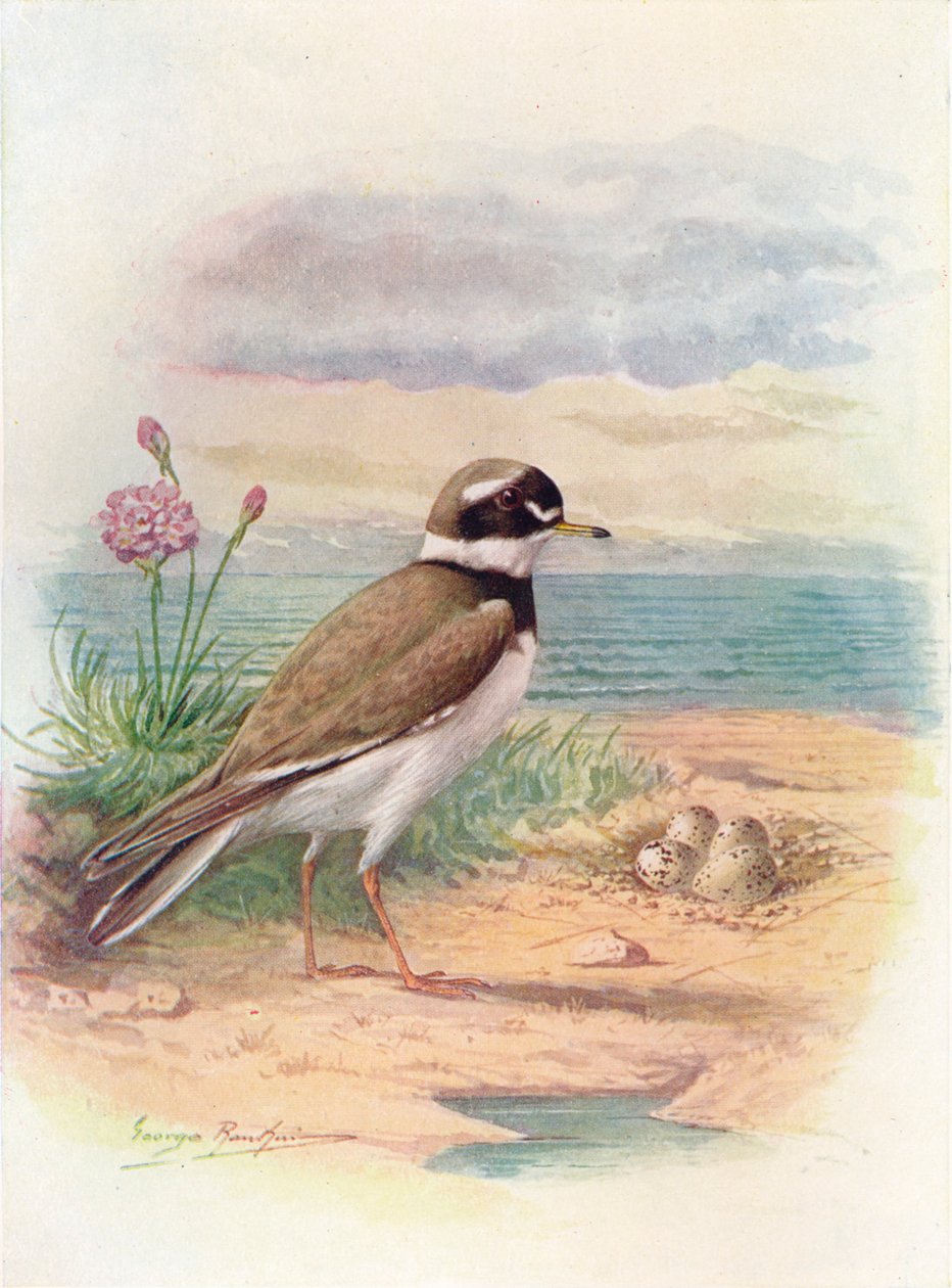 Tarambola-anelada - Aegialitis hiaticola, c1910, 1910 de George James Rankin