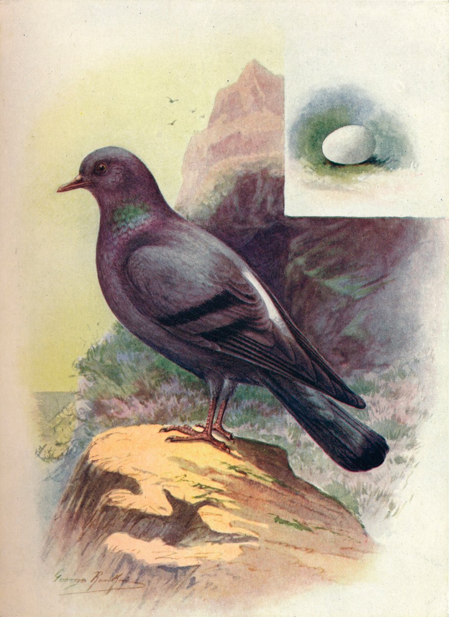 Pombo-da-rocha - Columba livia, c1910, 1910 de George James Rankin